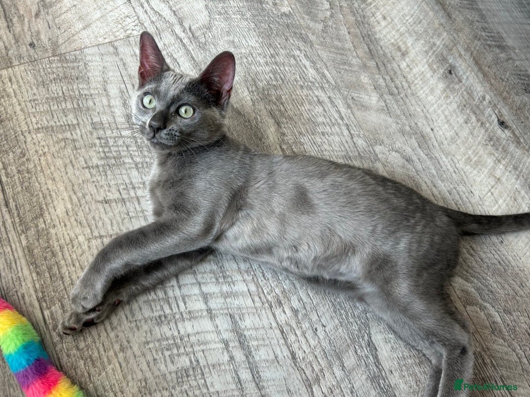 Bengal cats for sale: Two adorable Blue/Melanistic Bengal Kittens TICA  in Benfleet - Image 1