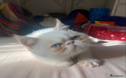 Exotic cats for sale: Flame point colour point  - Image 6
