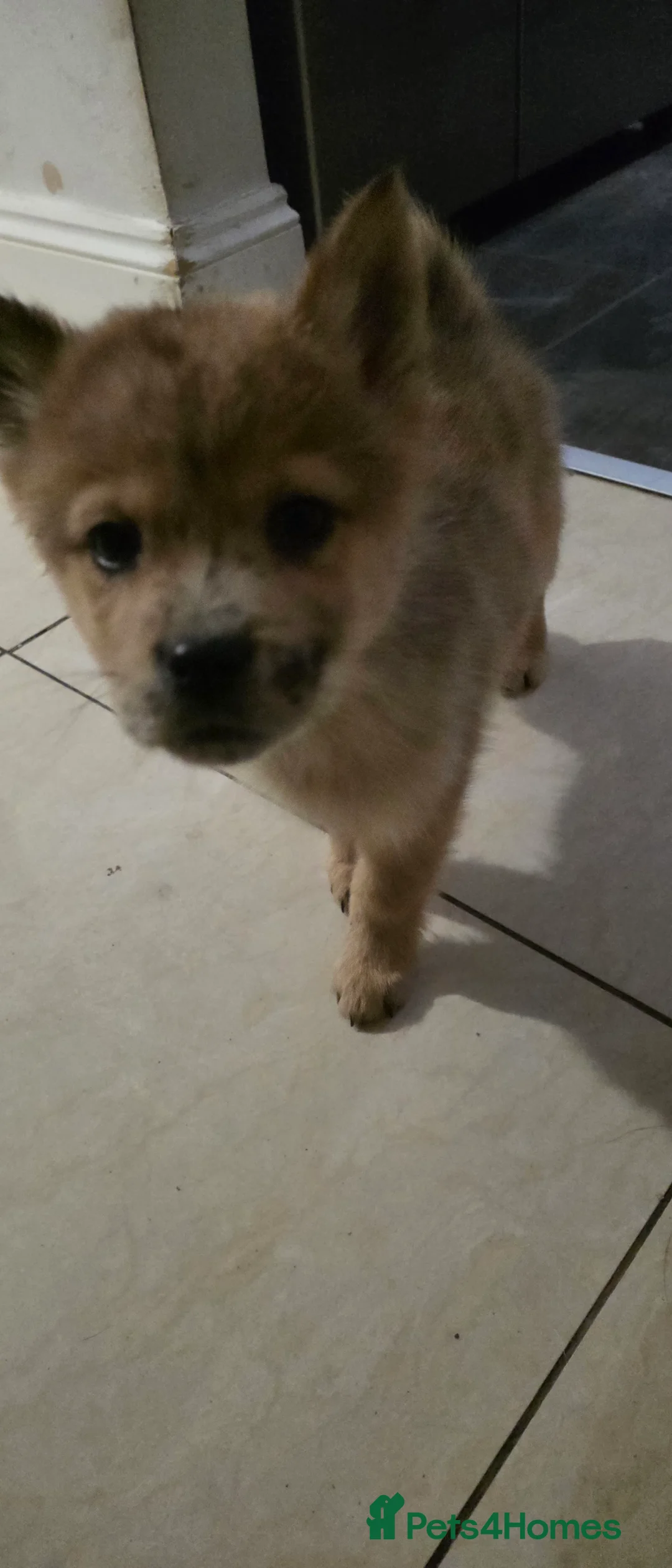 Mixed Breed dogs for sale: Adorable Merle Chowski's for sale  - Advert 36