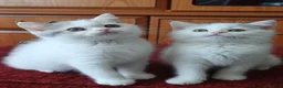 British Shorthair cats for sale: Ready to leave! 🐱 - Advert 7