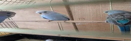 Budgerigars birds for sale: 🐦 Beautiful Baby Budgies Available! - Advert 16