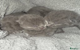 British Shorthair cats for sale: ✨British Shorthair GCCF 5 generation Pedigree✨ - Advert 5