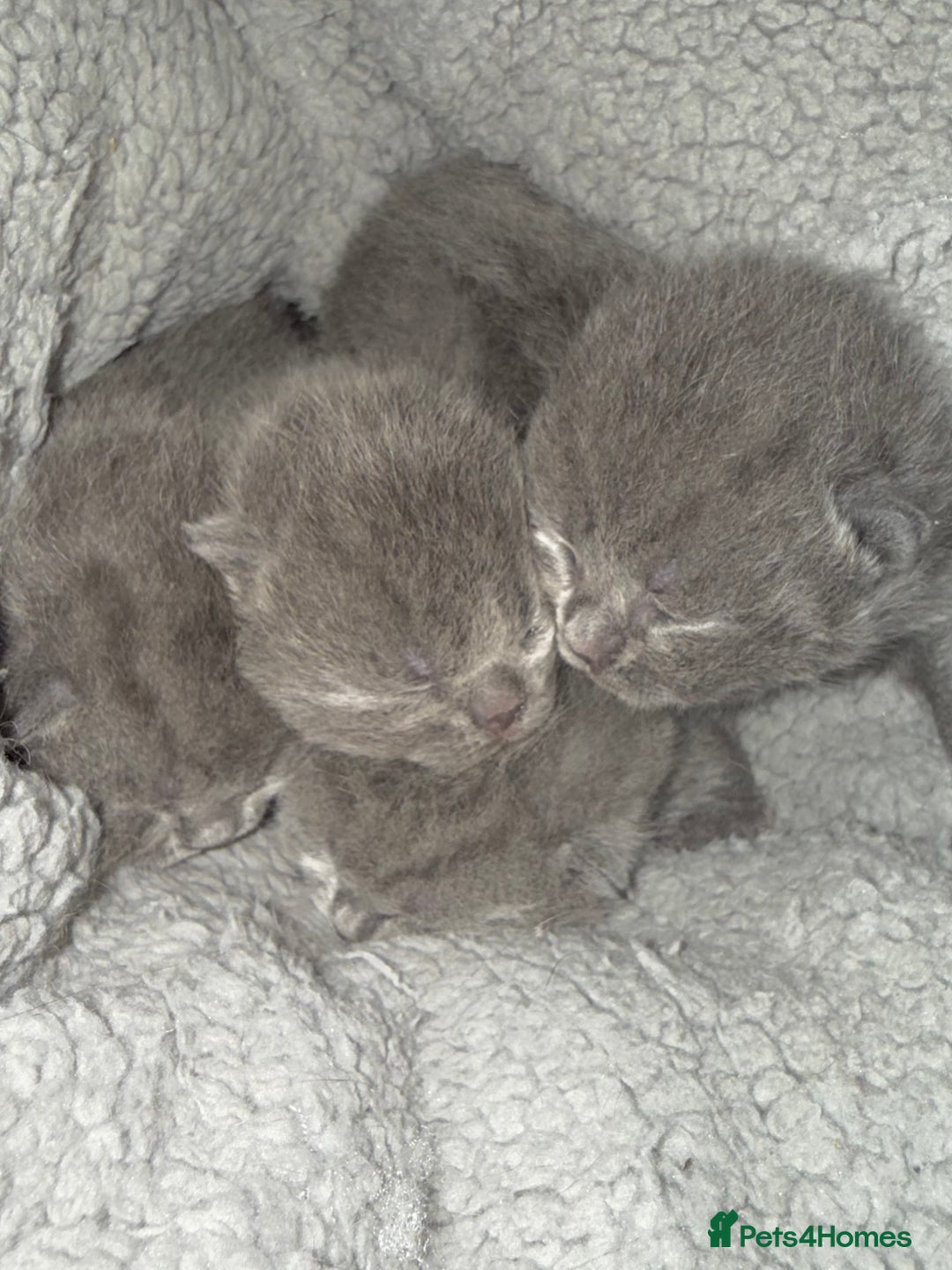 British Shorthair cats for sale: ✨British Shorthair GCCF 5 generation Pedigree✨ - Advert 5