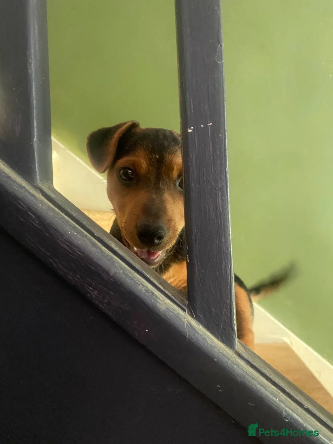 Mixed Breed dogs for sale: Character full beautiful boy  - Advert 4