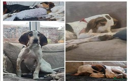 Mixed Breed dogs for adoption: Young Sabueso Hound Henry looking for a new home - Image 4