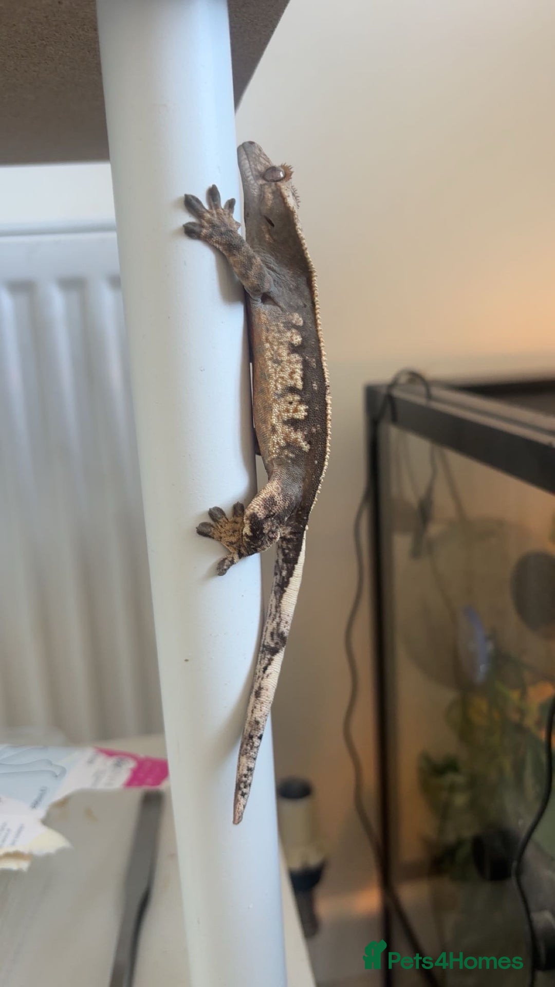 Gecko reptiles for sale: Crested Gecko - Advert 2