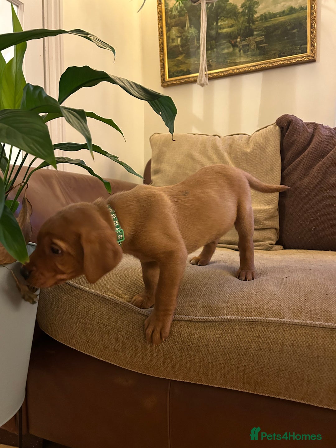 Labrador Retriever dogs for sale: Stunning KC Fox Reds  - Advert 11