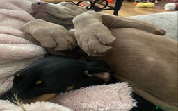 Cane Corso dogs for sale: Cane corso female  - Image 11