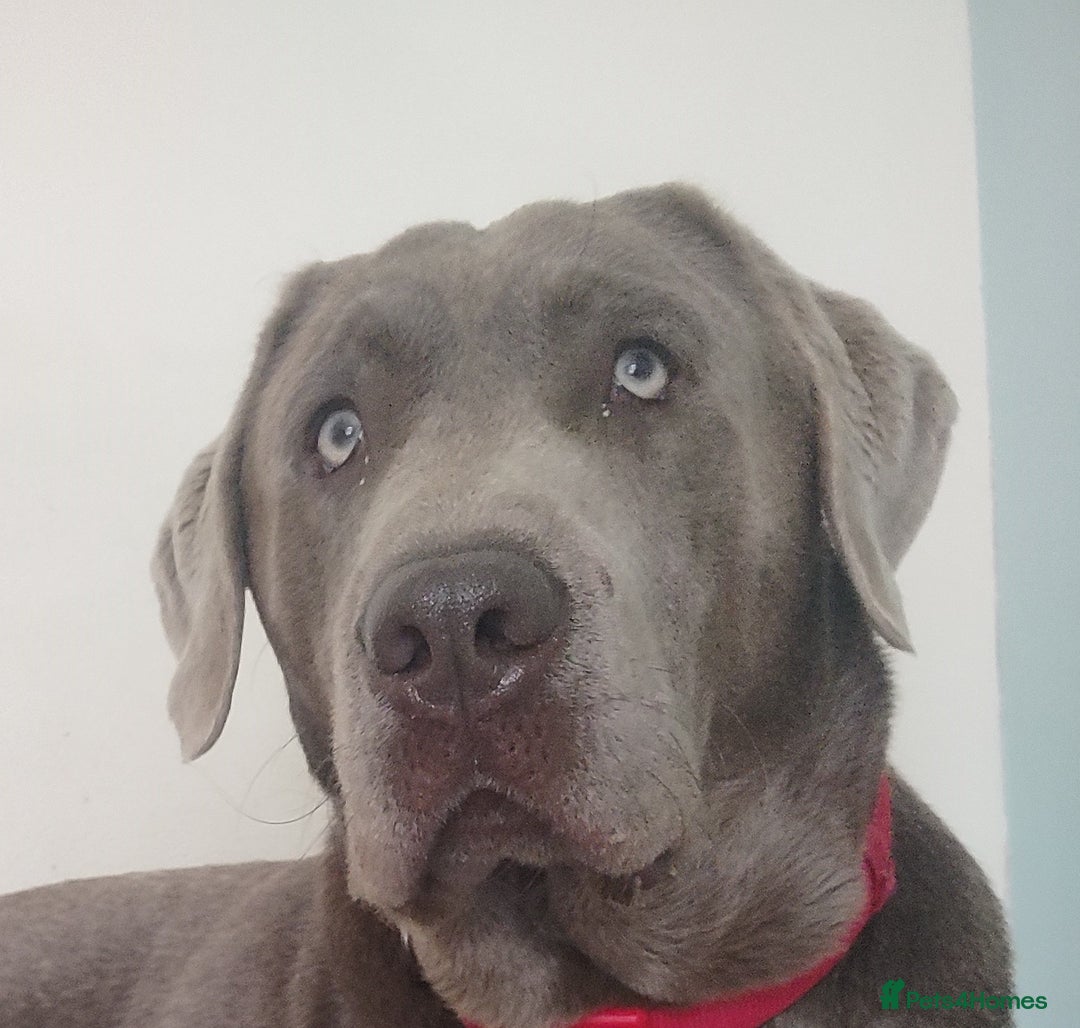 Labrador Retriever dogs for stud: Silver Labrador boy for stud  - Image 1