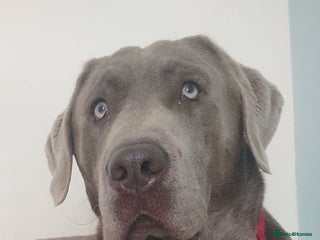 Labrador Retriever dogs - Advert 27