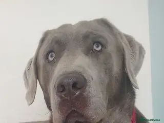 Labrador Retriever dogs Silver Labrador boy for stud - Advert 4