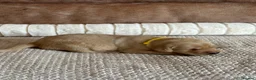 Labrador Retriever dogs for sale: * KC Reg Health Tested Puppies *  - Advert 12