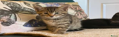 Tabby 2