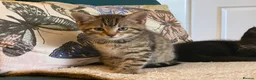 Mixed Breed cats for sale: Three Beautiful Kittens. READY TO GO!  - Advert 16