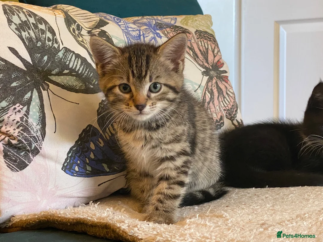 Mixed Breed cats for sale: Three Beautiful Kittens. READY TO GO!  - Advert 16