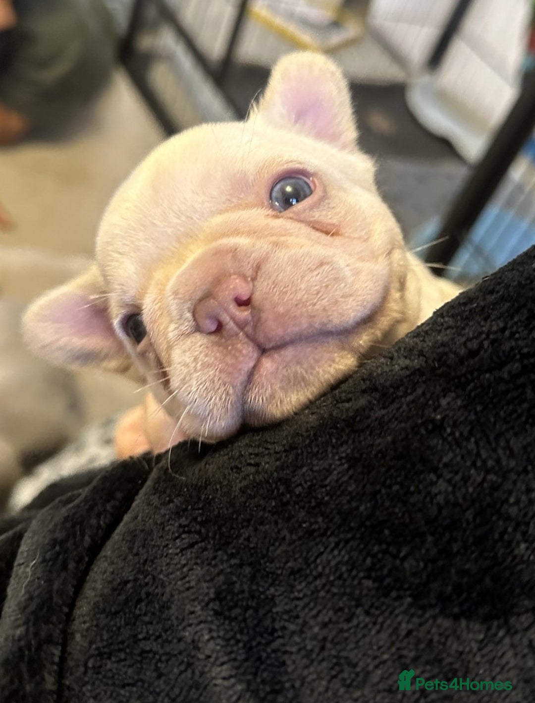 French Bulldog dogs for sale: KC registered French Bulldog puppies 4 WEEKs! - Image 13