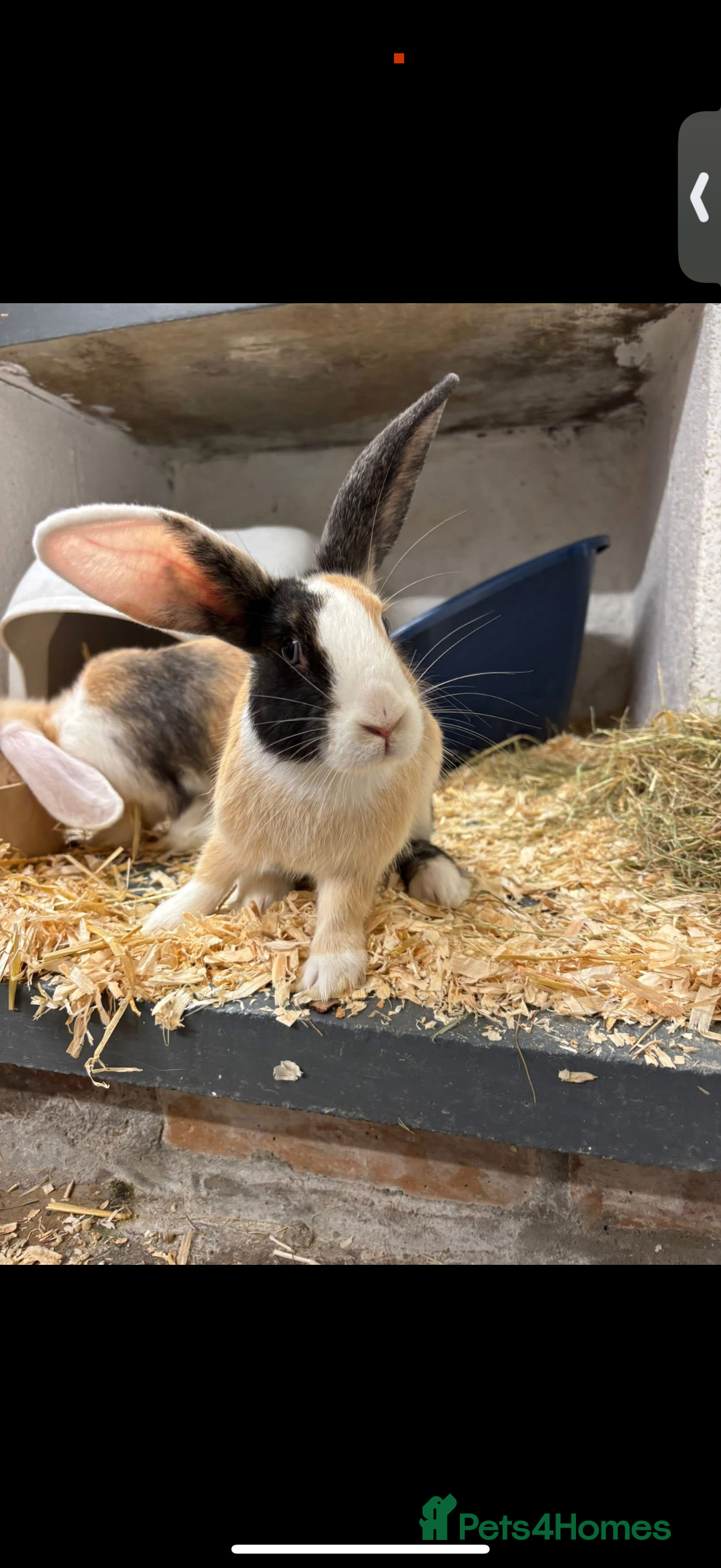 Mixed Breed rabbits for sale: 2 Female Rabbits for sale- Honey and Bunny - Advert 3