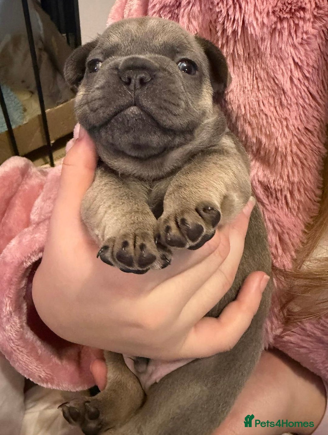 French Bulldog dogs for sale: French bulldog puppies  - Advert 11