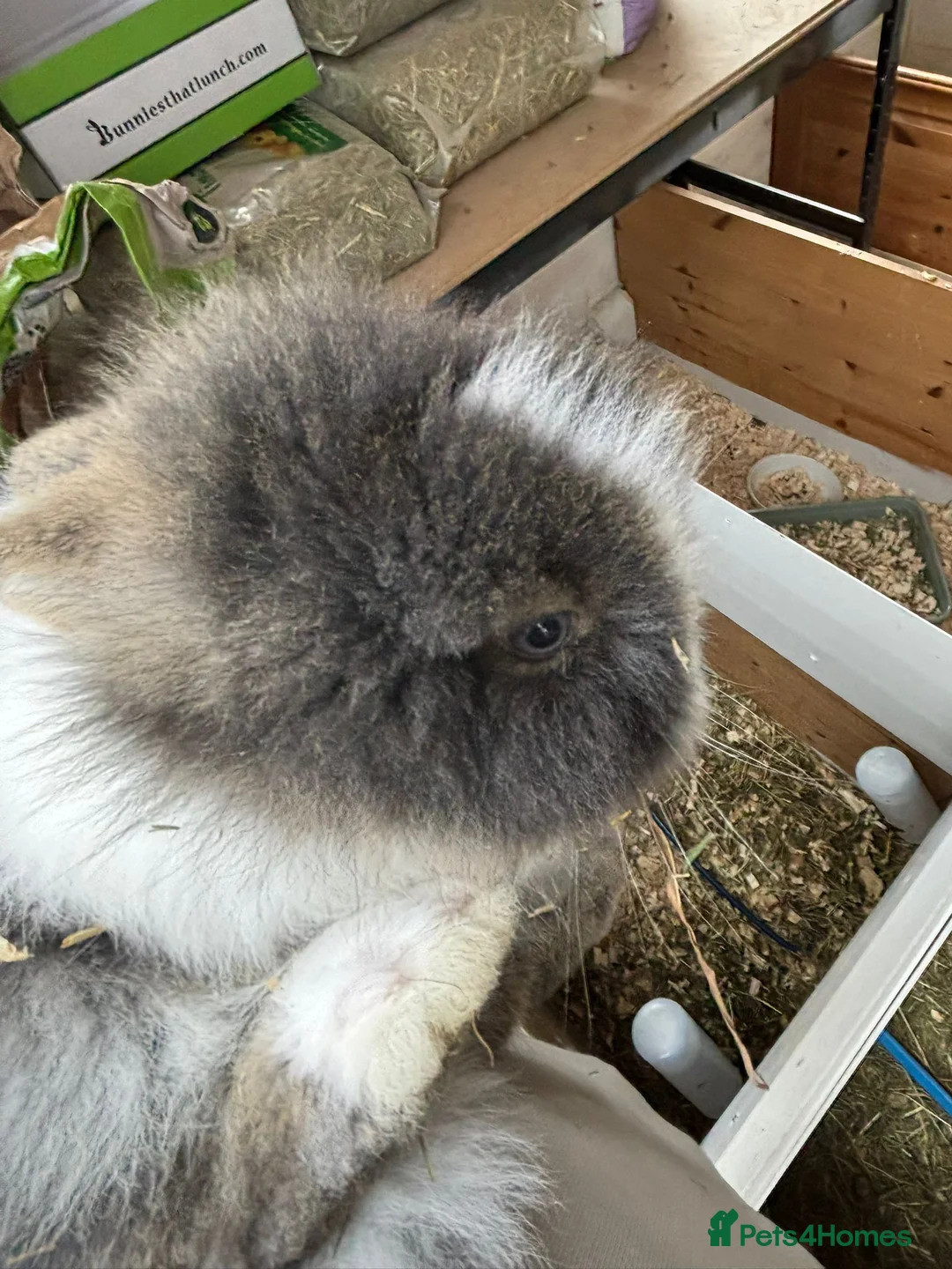 Lionhead rabbits for sale: Double Main Lionhead Baby Girl Bunny - Advert 4