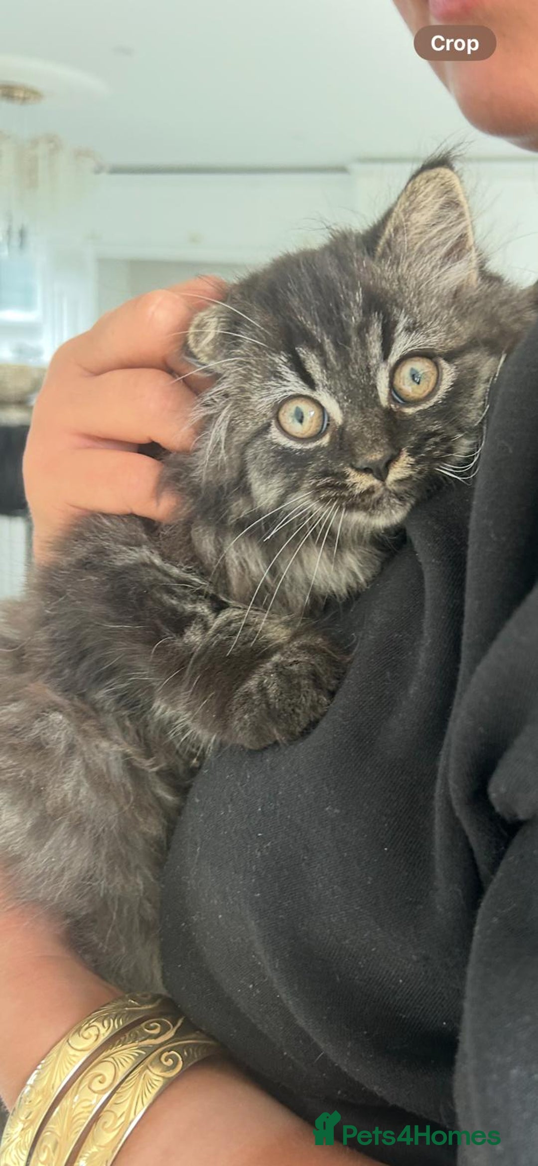 British Shorthair cats for sale: Beautiful British short hair kittens - Advert 6