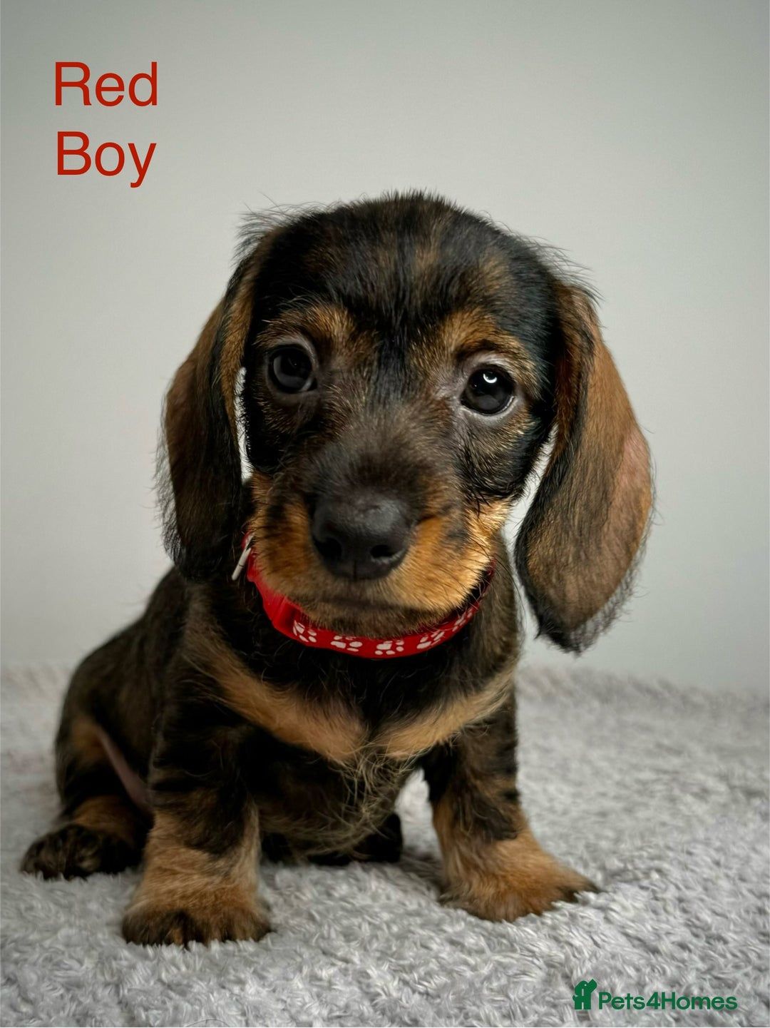 Miniature Dachshund dogs for sale: KC Reg Wire Haired Miniature Dachshund Puppies  - Advert 25