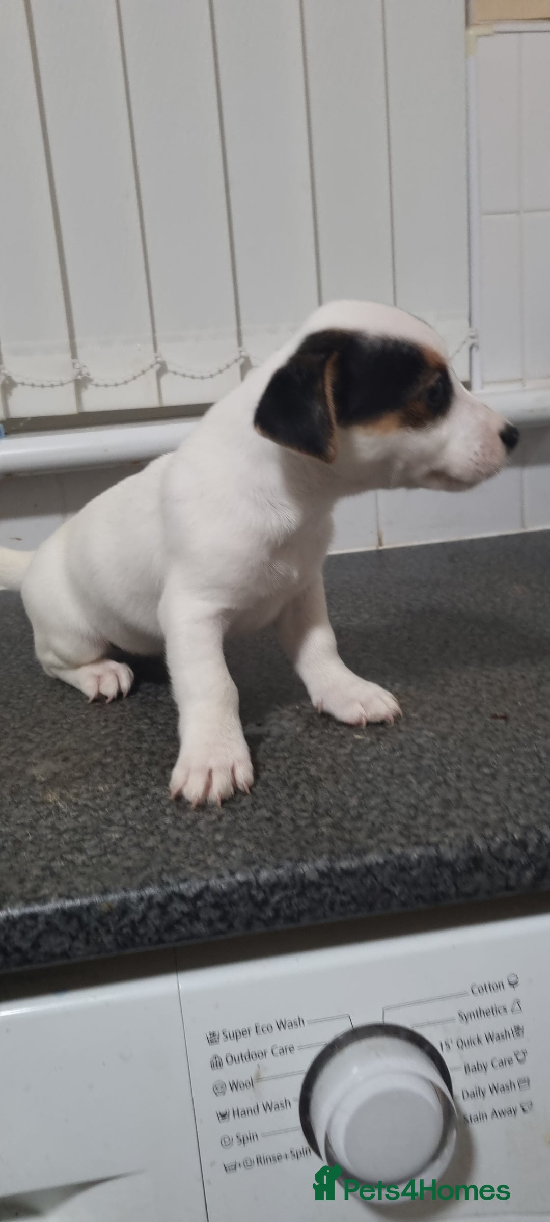 Jack Russell dogs for sale: Jack Russel puppies  - Advert 12