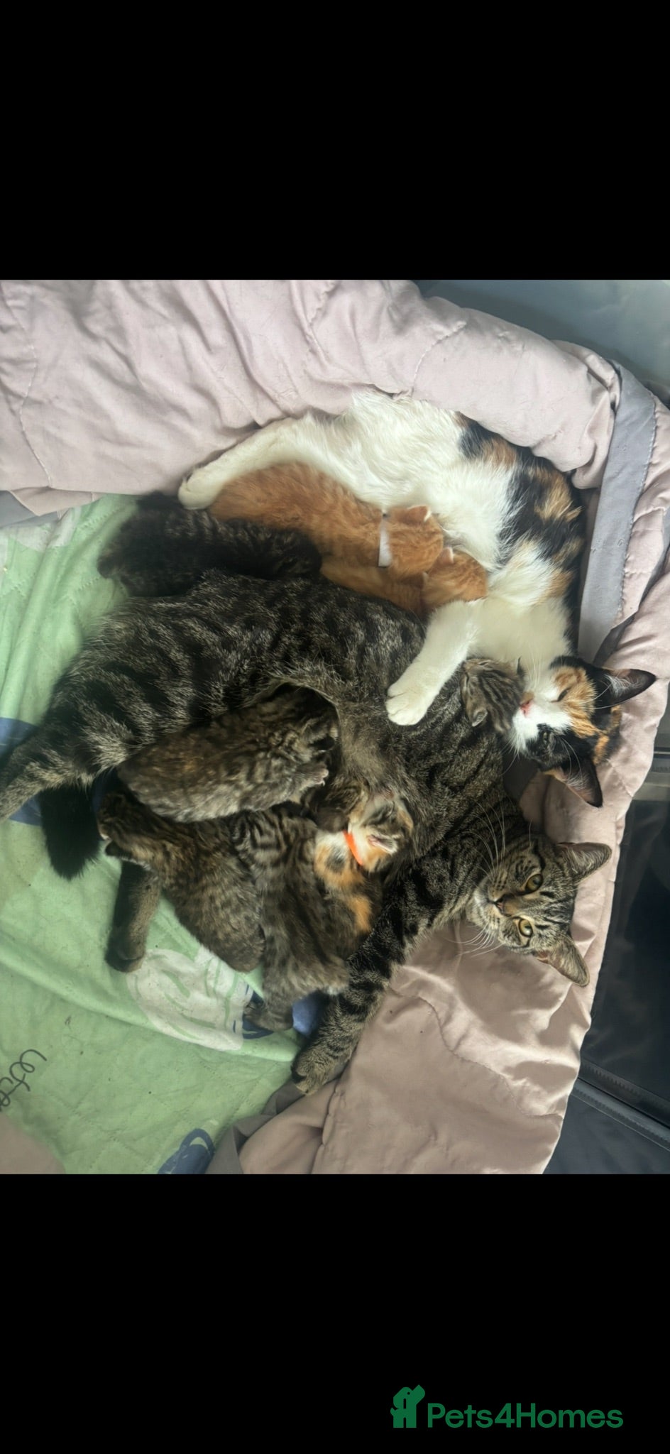 Mixed Breed cats 4 beautiful kittens - Advert 3