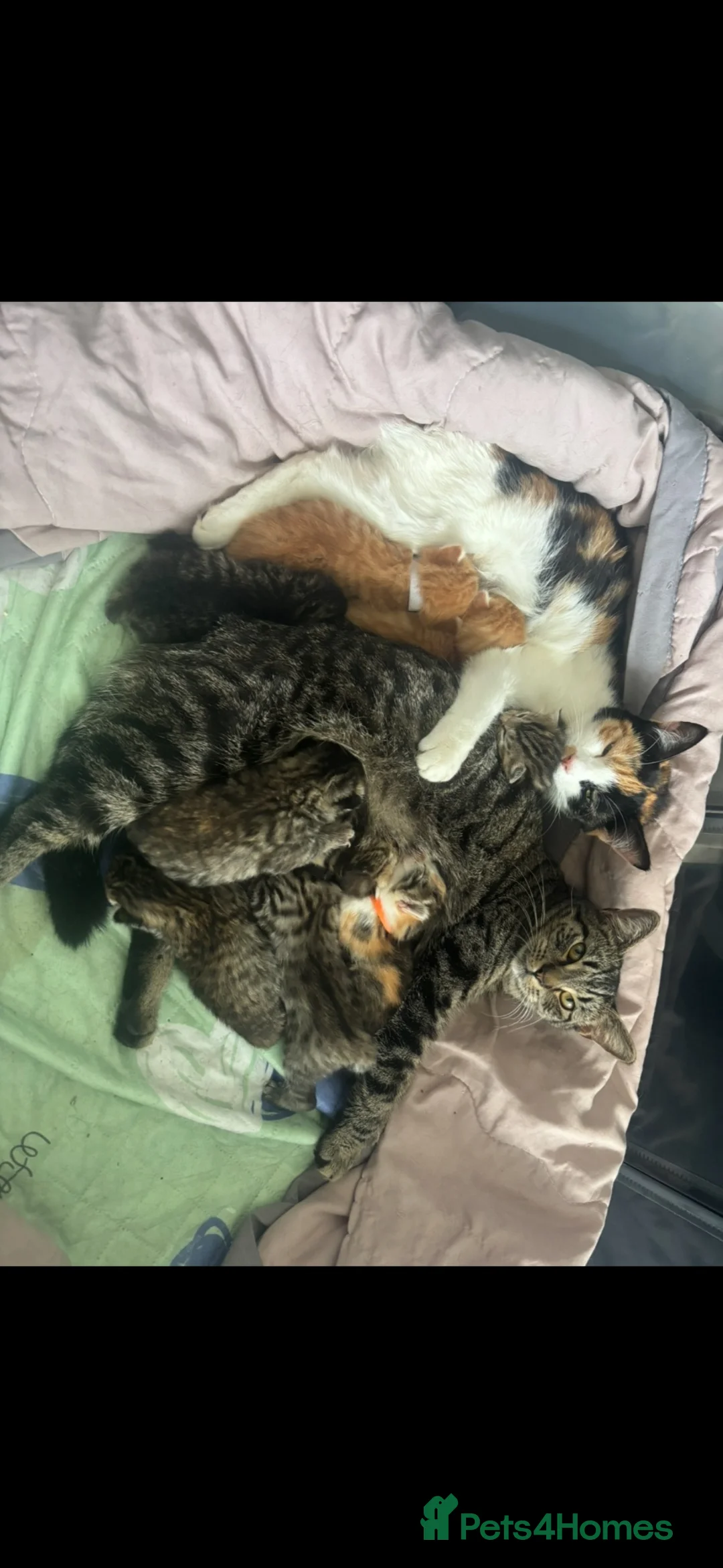 Mixed Breed cats for sale: 4 beautiful kittens - Advert 1