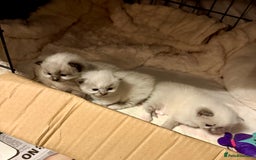 Ragdoll cats for sale: Beautiful Ragdoll kittens - Image 12