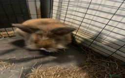 Silver Fox rabbits for sale: Astro - Image 4