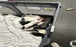 Bull Terrier dogs for sale: Bull Terrier Puppies - Image 11