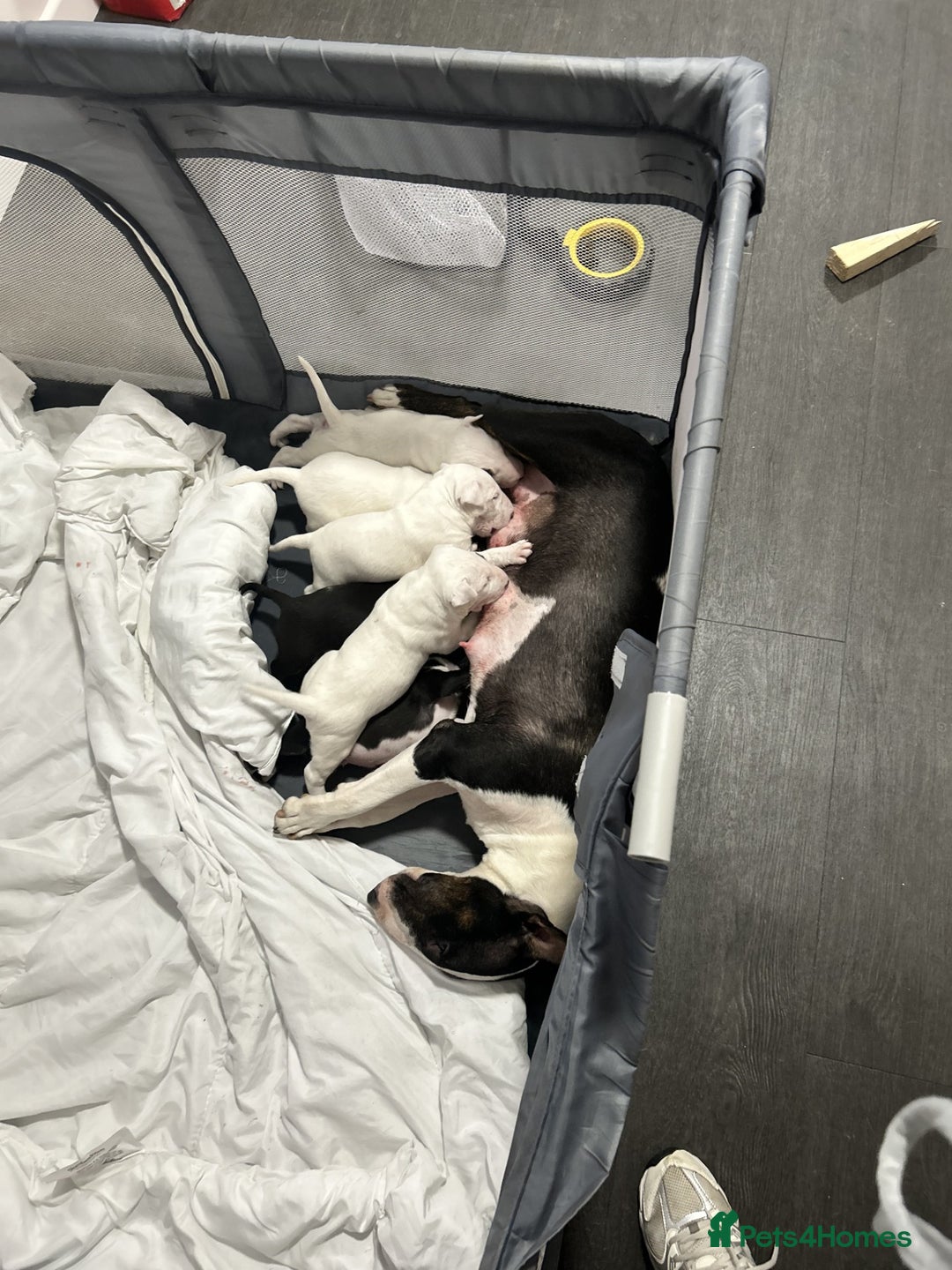 Bull Terrier dogs for sale: Bull Terrier Puppies - Image 11