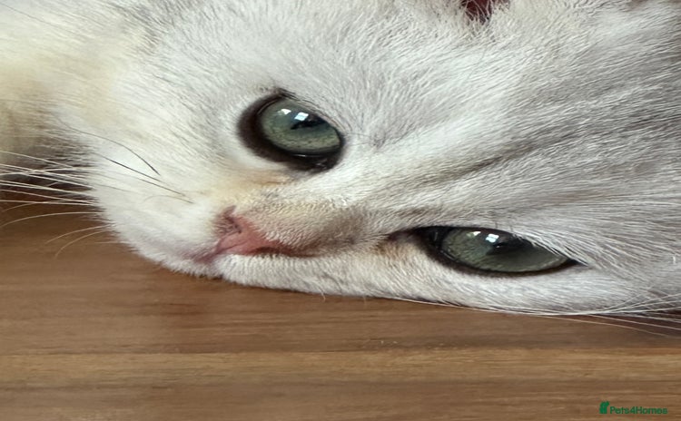 British Shorthair cats - Advert 16