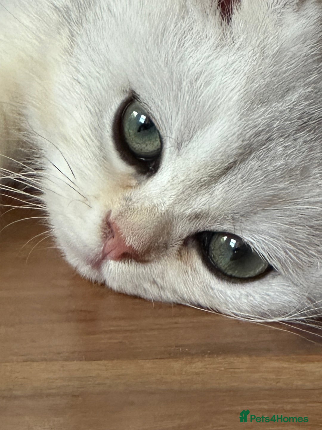 British Shorthair cats for sale: Silver shorthair girl with green eyes  - Image 1