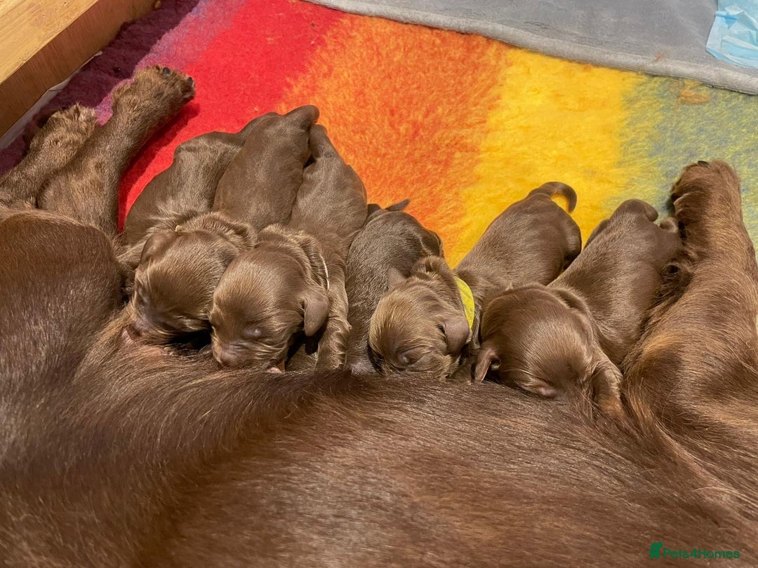 Sprocker dogs for sale: Working Cocker Spaniel pups 3/4 Cocker1/4 Sprocker - Advert 1