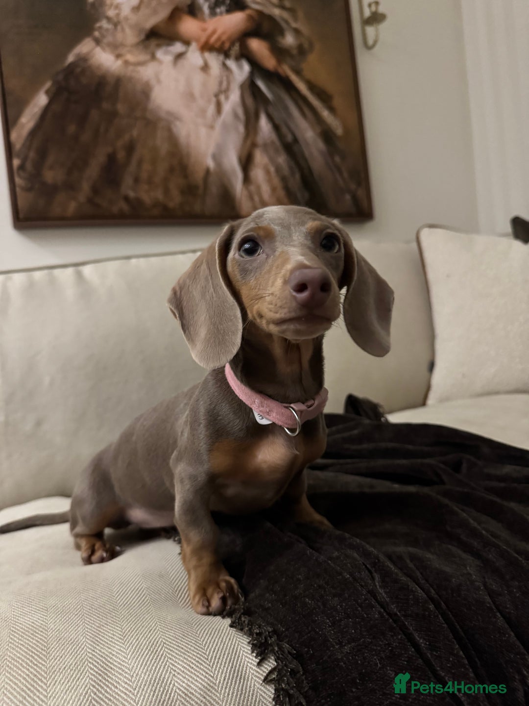 Miniature Dachshund dogs for sale: Beautiful Miniature Dachshund  - Advert 1