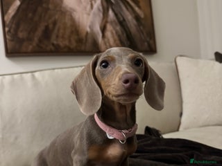 Miniature Dachshund dogs Beautiful Miniature Dachshund - Advert 15