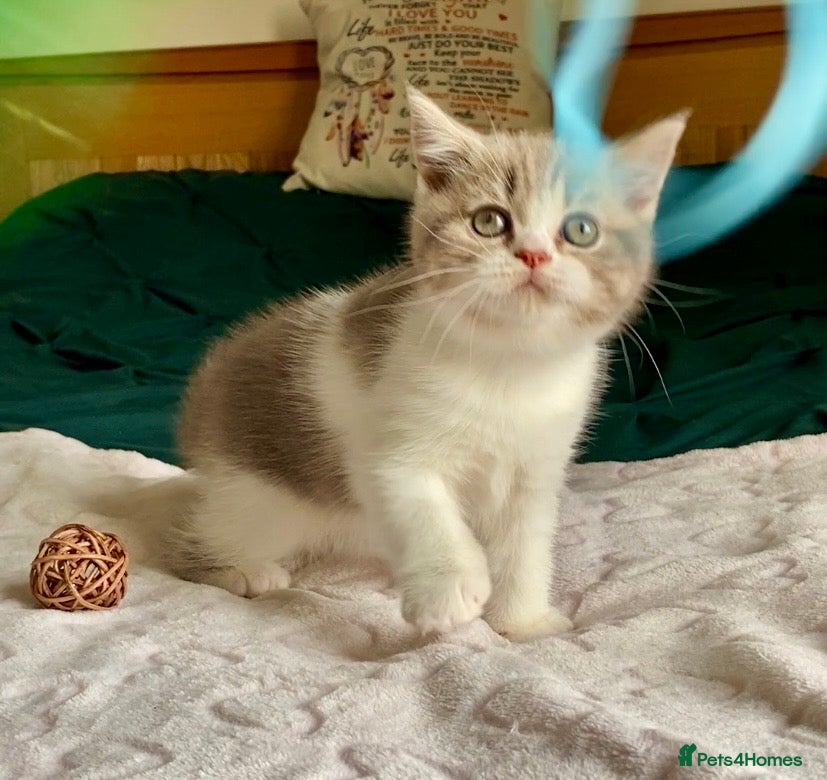 Scottish Fold cats 🧸1 OUTSTANDING TICA FAWN BICOLOUR GIRL LEFT 🧸 - Advert 2