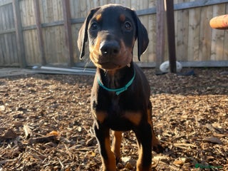 Dobermann dogs - Advert 2