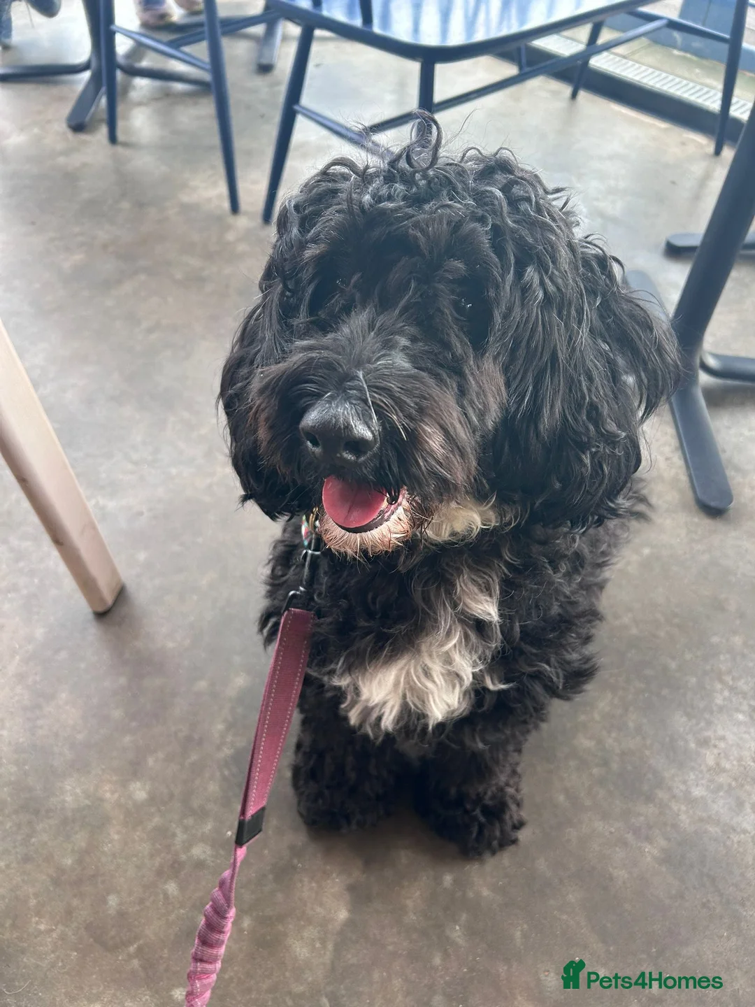 Cockapoo dogs for sale: Lovely Cockapoo (5) in need of a home - Advert 2