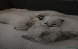 Ragdoll cats for sale: Ragdol KITTENS 😸 ♥️  - Image 4