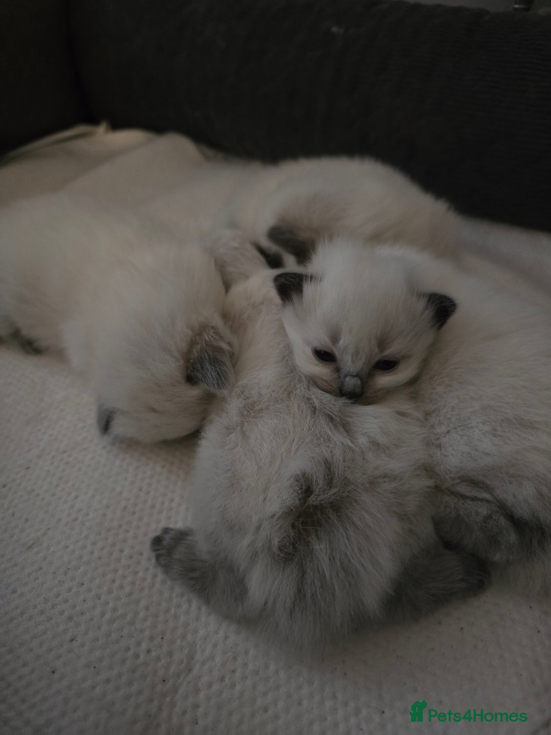 Ragdoll cats for sale: Ragdol KITTENS 😸 ♥️  - Image 4