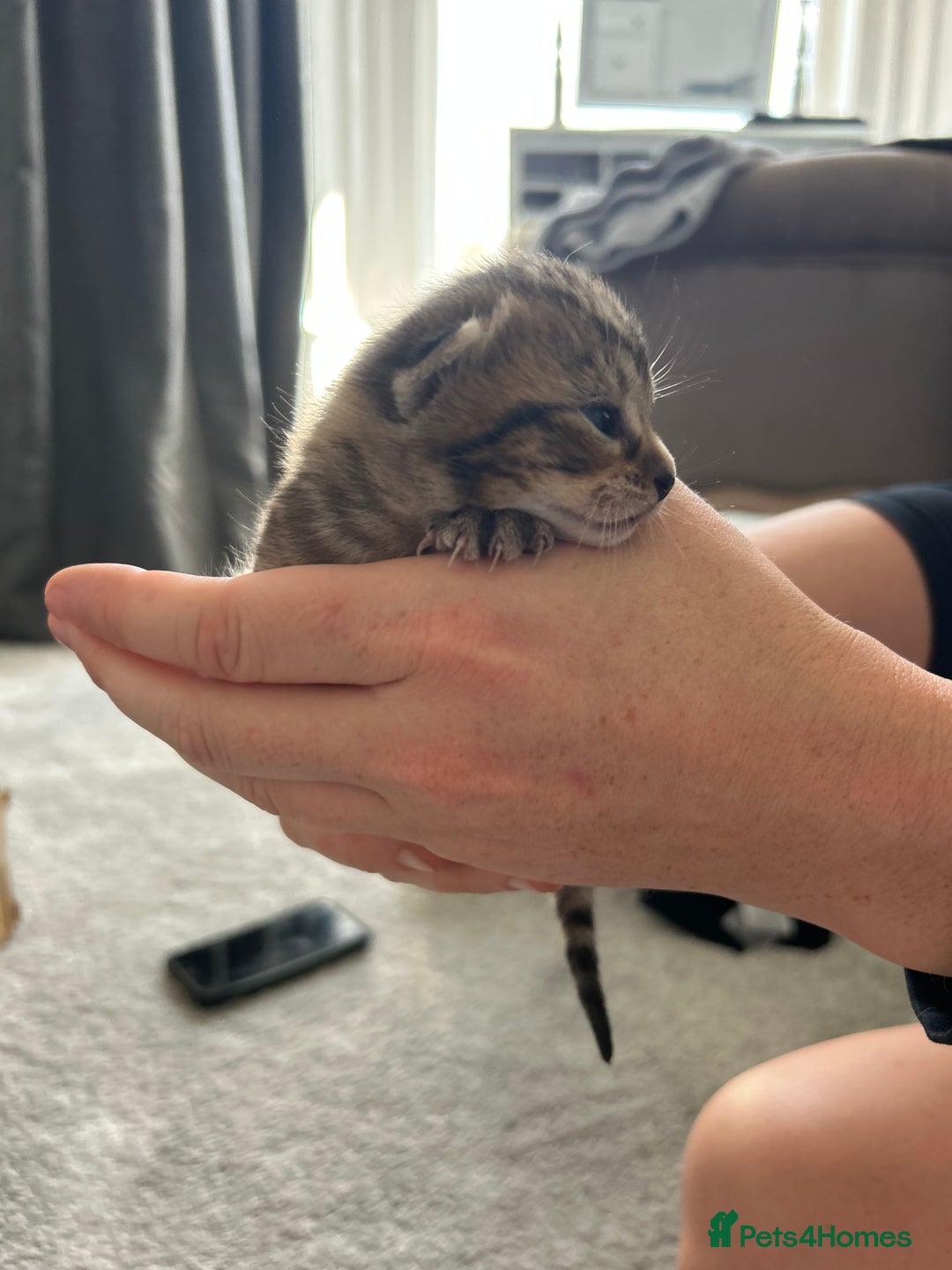 Domestic Shorthair cats for sale: 2 boys and 1 girl domestic shorthair kittens - Image 4