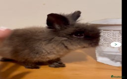 Mini Lion Lop rabbits for sale: Sweet little boy looking for a new home  - Image 3