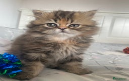 Persian cats for sale: Persian kitten still looking for her forever home  in Gateshead - Image 3