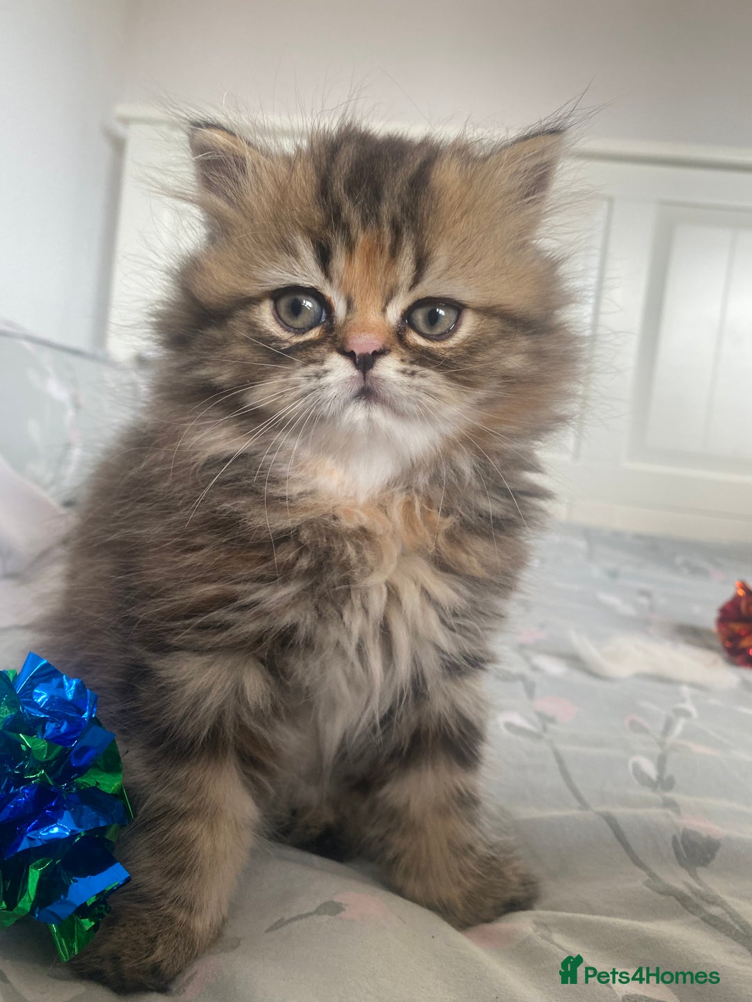 Persian cats for sale: Persian kitten still looking for her forever home  in Gateshead - Image 3