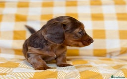 Miniature Dachshund dogs for sale: Long haired dachshund puppie - Advert 11