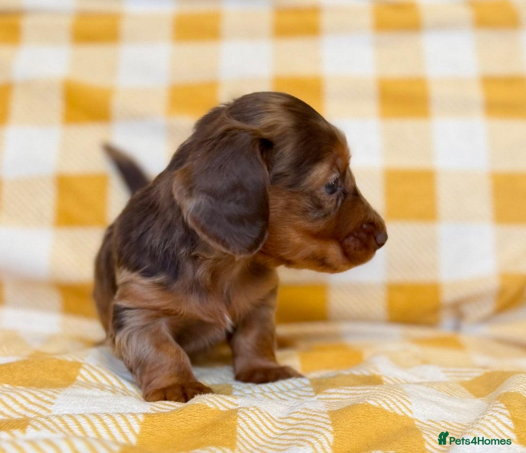Miniature Dachshund dogs for sale: Long haired dachshund puppie - Advert 11
