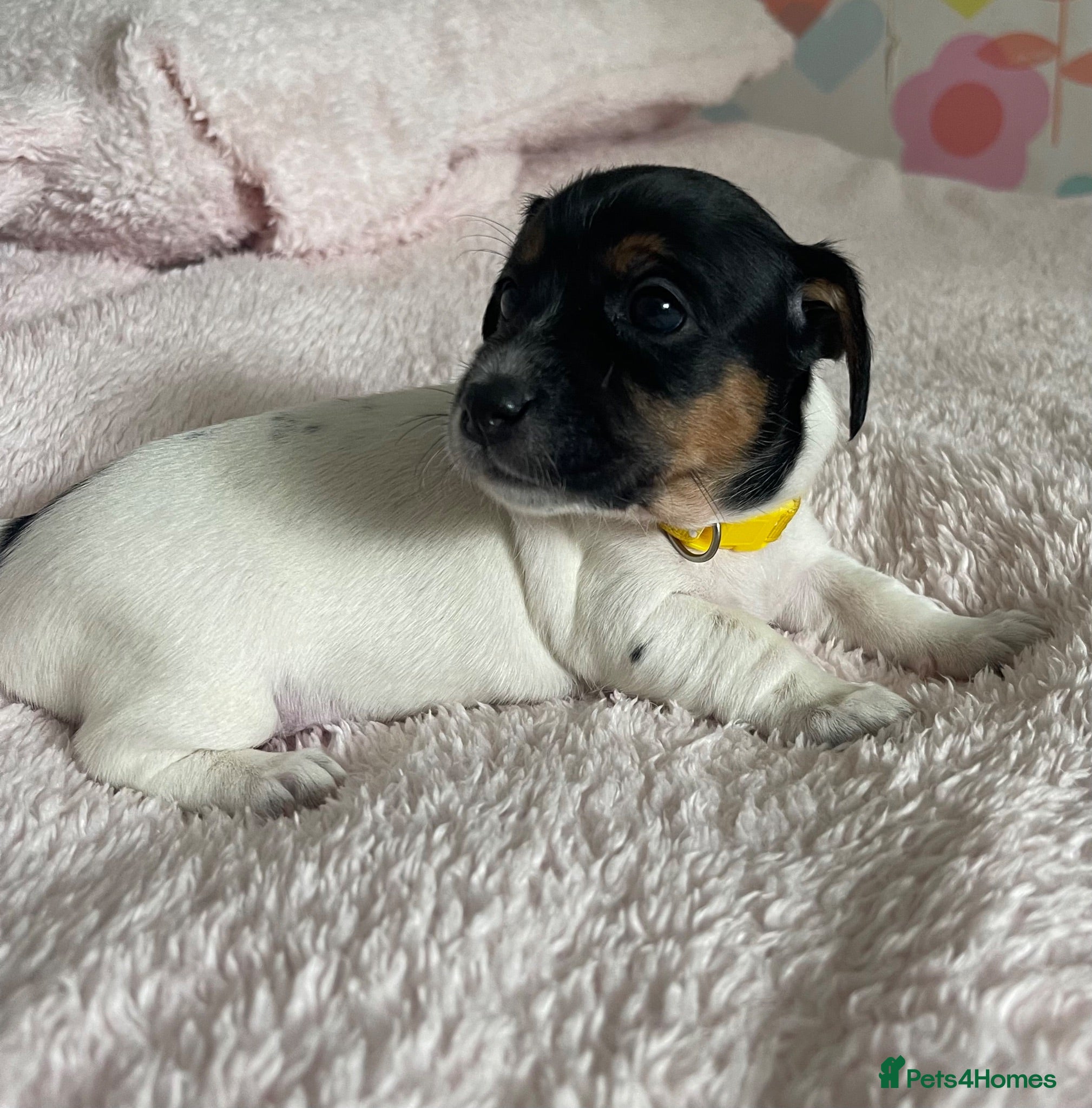 Jack Russell dogs Beautiful little girl left 🐶 - Advert 1