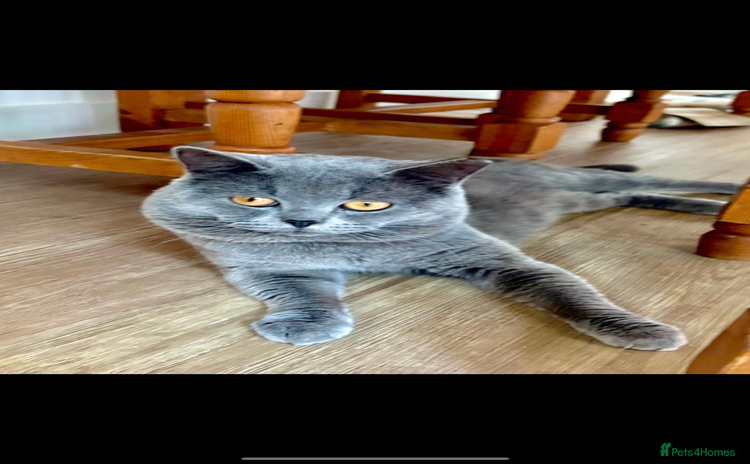 British Shorthair cats - Advert 2